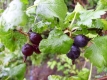 Obst- und Beerensträucher und Nüsse