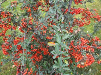 Sanddorn Hippophae rhamnoides Samen