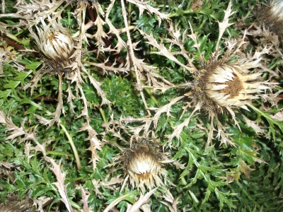 Zwergsilberdistel Carlina acanthifolia Samen
