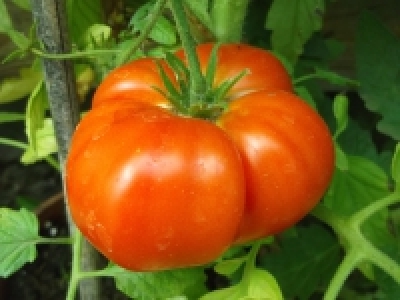 Tomate Black Krim Pflanze