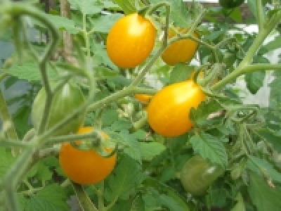Tomate Yellow Plum alte Sorte Pflanze