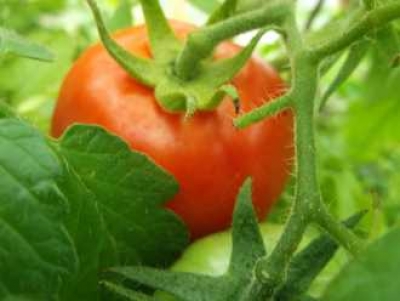 Tomate Heinz Ketschuptomate Pflanze