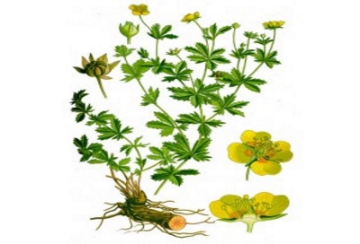 Blutwurz Potentilla tormentilla Pflanze