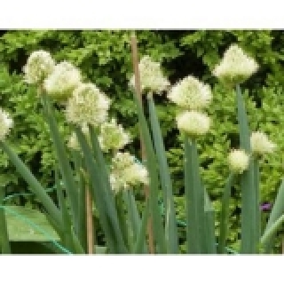 Altailauch Allium altaicum Pflanze
