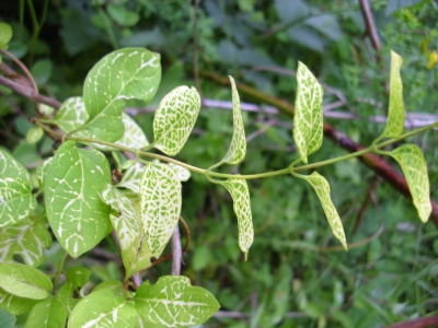 Gelbes Geißblatt Pflanze