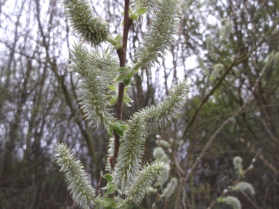 Salweide Salix caprea Pflanze