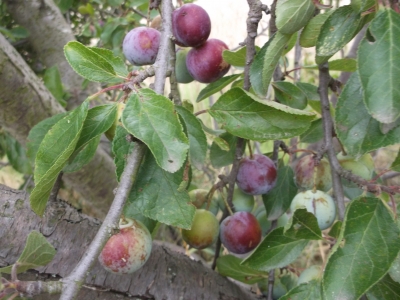 Löhrpflaume Prunus Samen