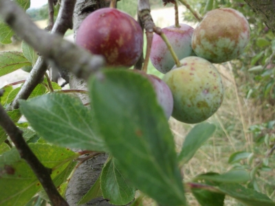 Löhrpflaume Prunus Samen