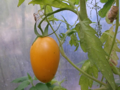 Tomate De Berao gelb Samen