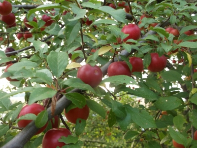 Mirabelle Rote Werderaner Samen