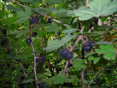 Schwarze Honigbeere Worcesterbeere Pflanze