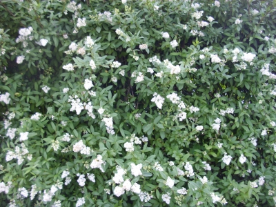 Ligusterstecklinge 50 stecklinge reichen für 10 Meter Hecke