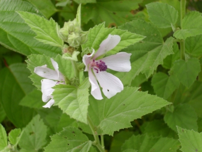 Echter Eibisch Althaea  officinalis Pflanze