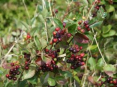 Apfelbeere 'Brilliant' unbewurzelter Steckling