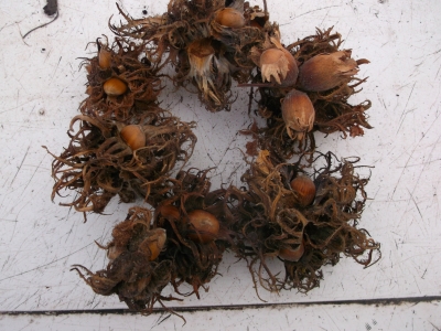 Türkische Baumhasel Corylus colurna Samen