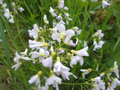 Wiesenschaumkraut Samen