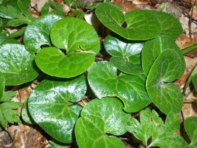 Haselwurz Asarum europaeum Pflanze