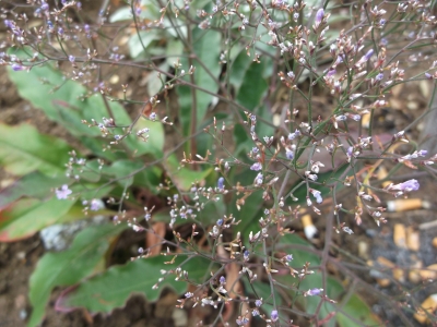 Strandflieder Blauer Diamant Limonium latifolium Samen