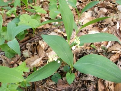 Maiglöckchen Convallaria majalis Pflanze