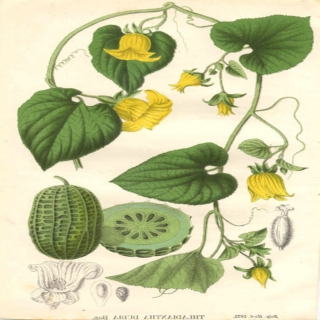 Knollengurke Thladiantha dubia Pflanze