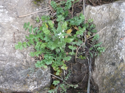 Wildkresse Cardamine amara Pflanze