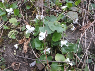 Duftveilchen weiß Viola odorata Pflanze