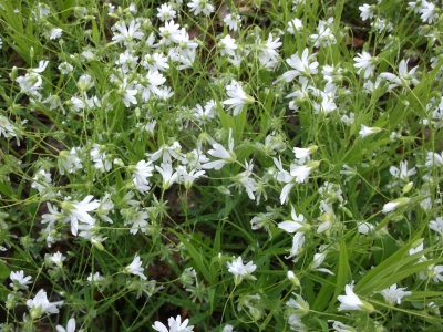 Große Sternmiere Stellaria holostea Samen