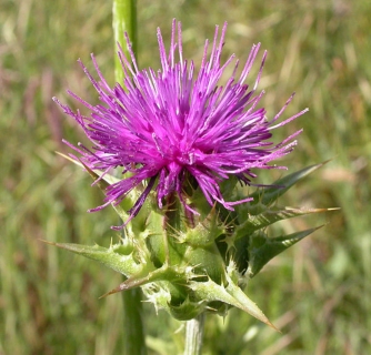 Mariendistel Sylbina Silybum marianum Pflanze