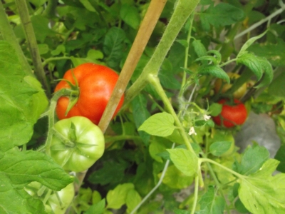 Tomate Bonnie Best Pflanze