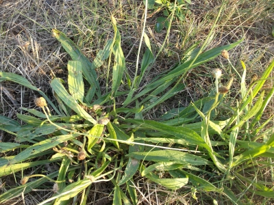 Spitzwegerich Plantago lanceolata Pflanze