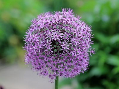 Riesenlauch Allium giganteum Samen