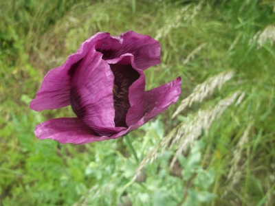 Mohn Gigant Papaver somniferum Samen