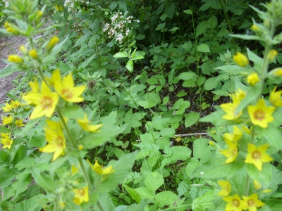 Goldfelberich Lysimachia punctata Pflanze