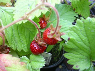 Moschuserdbeere Fragaria moschata Samen