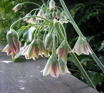 Bulgarischer Honiglauch Nectaroscordium siculum Samen