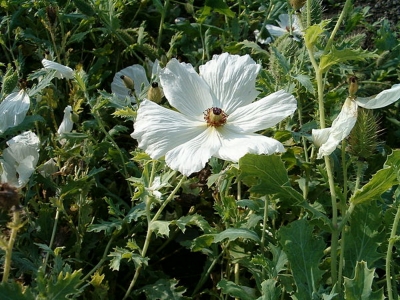 Stachelmohn Argemone platyceras Samen