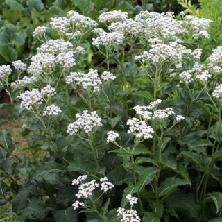 Wildes Chinin Parthenium integrifolium Samen