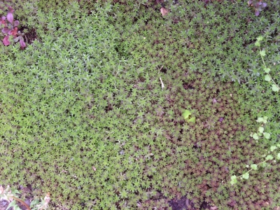 Weißer Mauerpfeffer Coral Carpet Pflanze