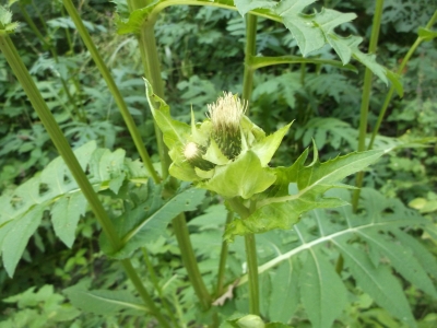 Kohldistel Cirsium oleraceum Samen