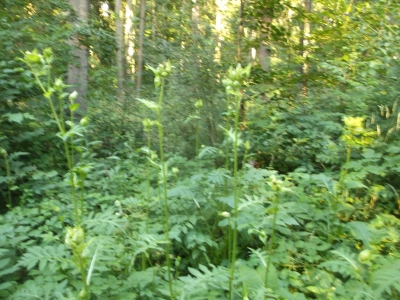 Kohldistel Cirsium oleraceum Samen