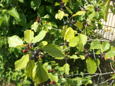 Faulbaum Rhamnus frangula Samen