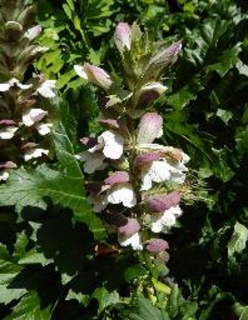 Wahrer Bärenklau Acanthus mollis Samen