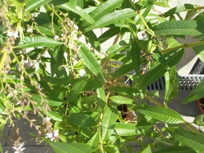 Zitronenverbene Aloysia triphylla Samen