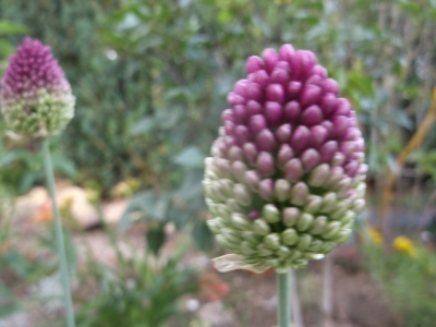 Kugelköpfiger Lauch Allium sphaerocephalum Samen