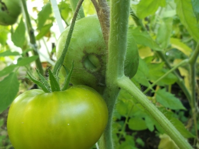 Tomate Brandywine Yellow kartoffelblättrig Samen