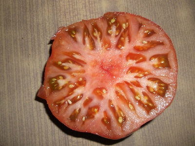Tomate Gary´O Sena Samen