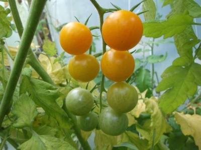 Tomate Big Sungold Select Samen