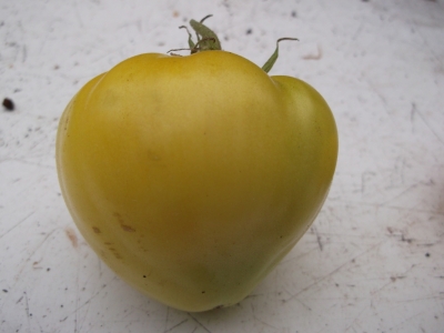 Tomate Coeur de Boeuf jaune Samen