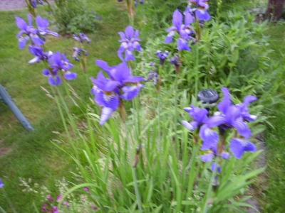 Schmalblättrige Wieseniris Taubenblau Pflanze