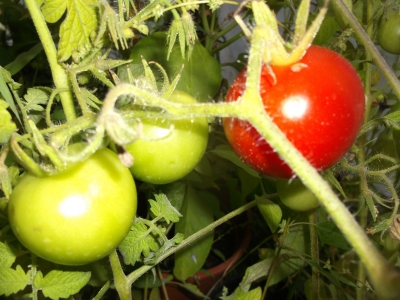Tomate Grit kartoffelblättrig Samen